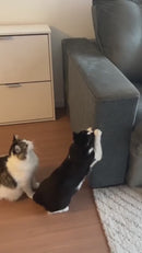 Carpete Adesivo Protetor para Unhas de Gato