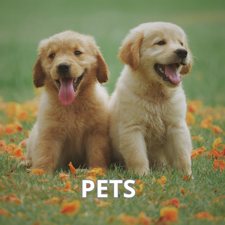 Pets